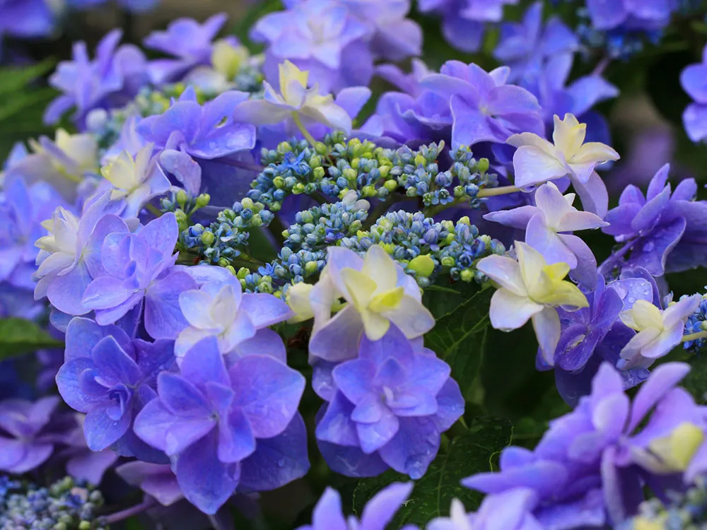 雨に濡れる紫陽花の花の画像