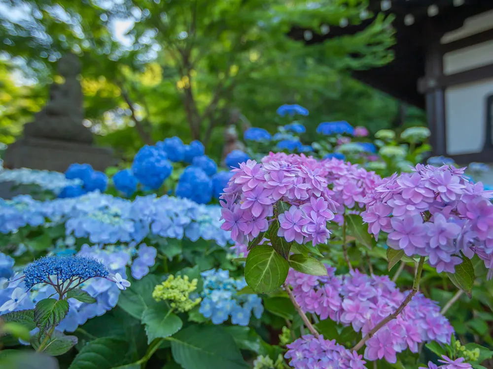 長谷寺の建物と色とりどりの紫陽花の画像