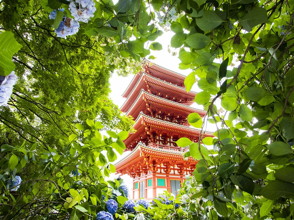 高幡不動の五重塔と青い紫陽花の画像