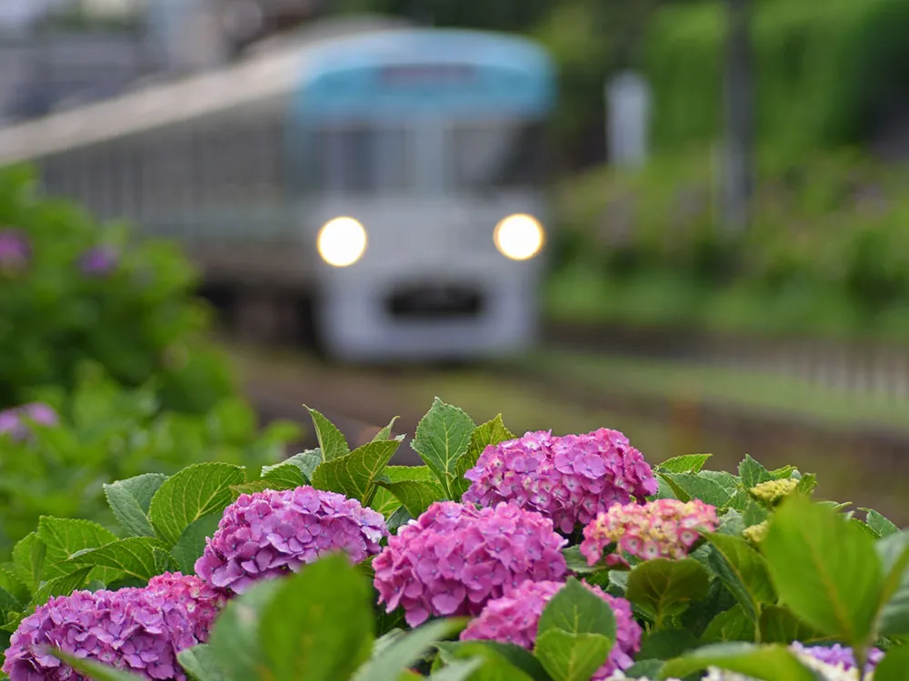 井の頭線と線路脇の紫陽花の画像
