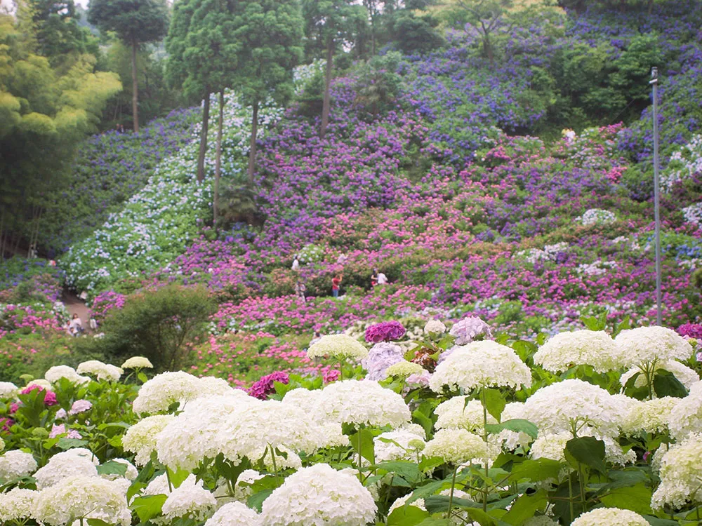 服部農園あじさい屋敷の園内にびっしりと咲く紫陽花の画像