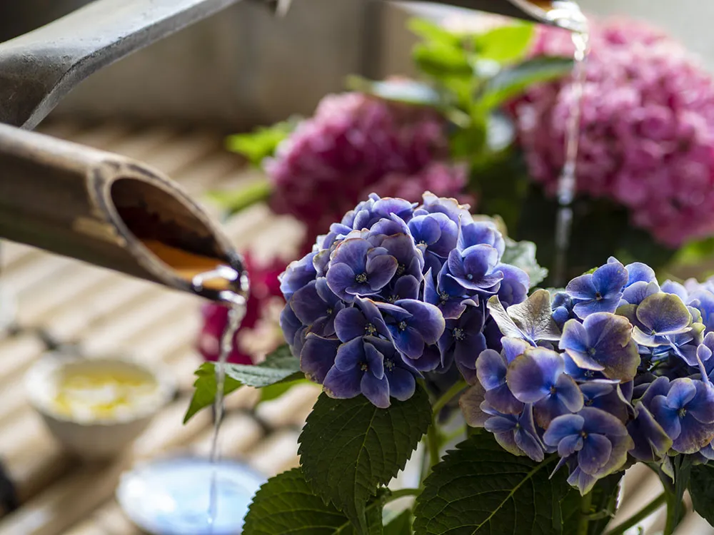 色とりどりの紫陽花と手水の画像