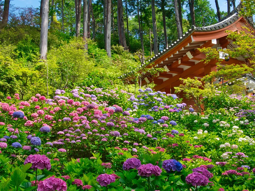 三室戸寺の赤い山門と色とりどりの紫陽花の画像