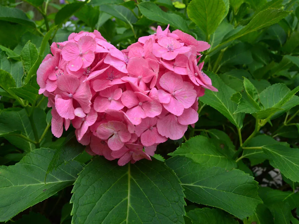 三室戸寺ハートの紫陽花の画像