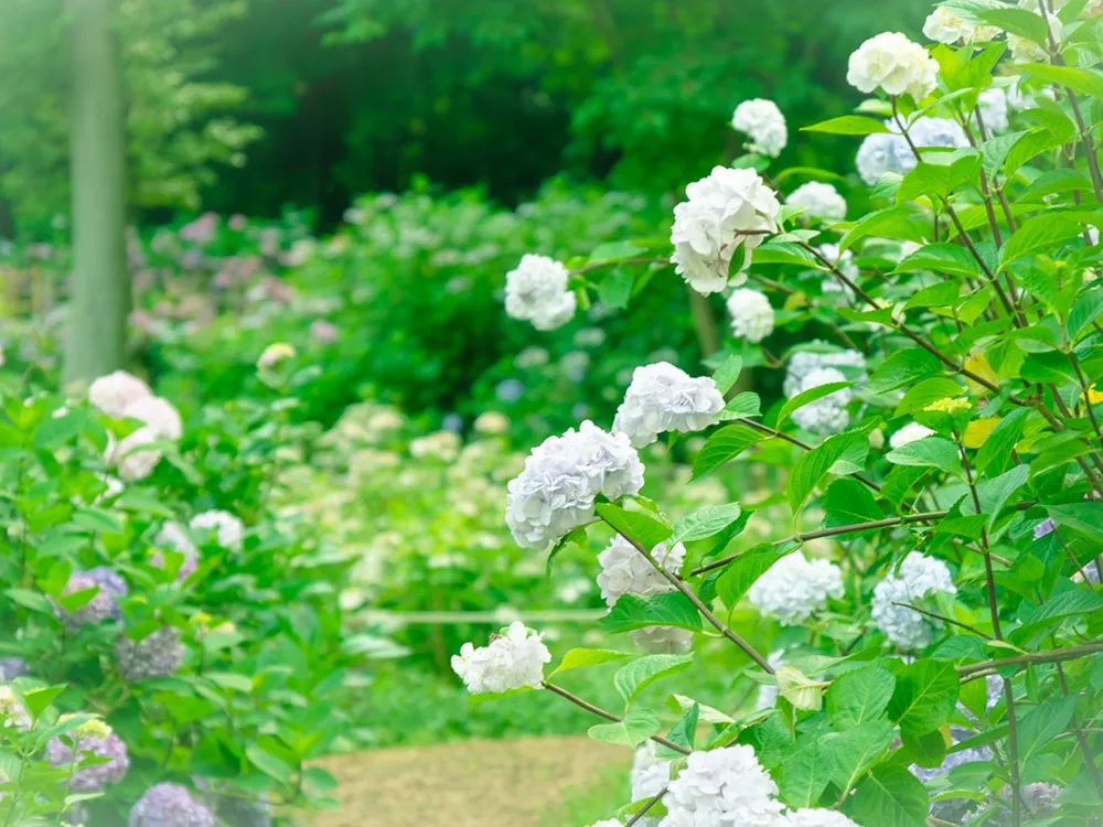 万博記念公園の紫陽花の画像