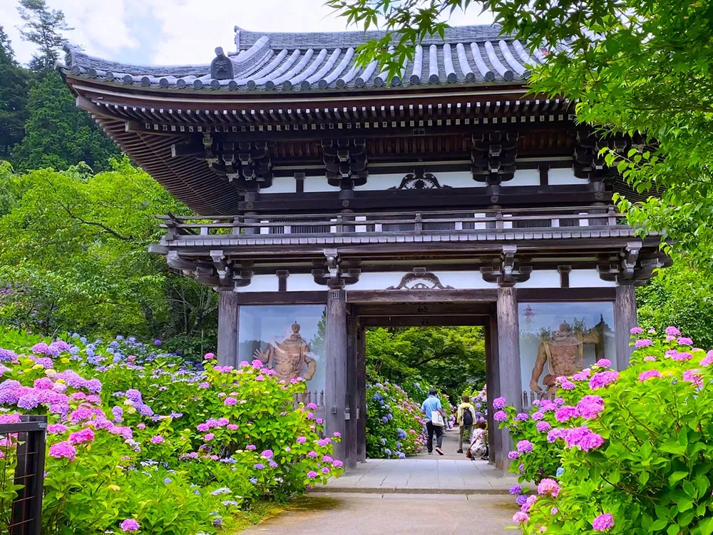 華観音寺の山門と鮮やかな紫陽花の画像