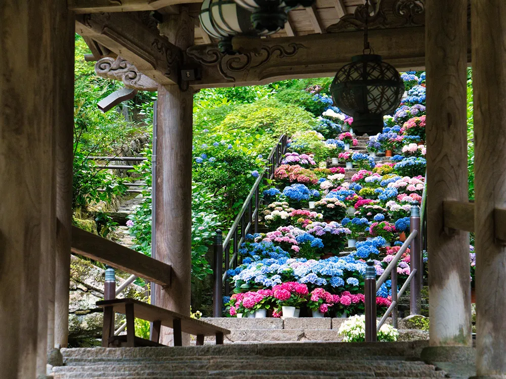 奈良長谷寺の紫陽花回廊を花が埋め尽くす画像