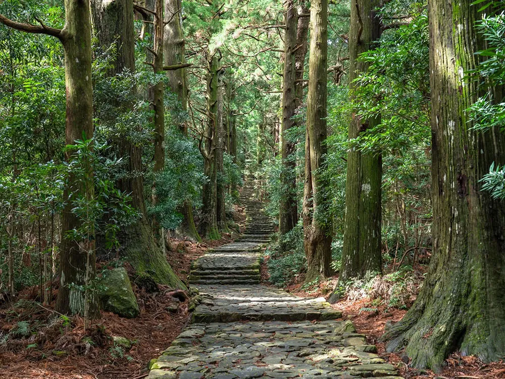 うっそうとした森の中を石畳が続く熊野古道の画像