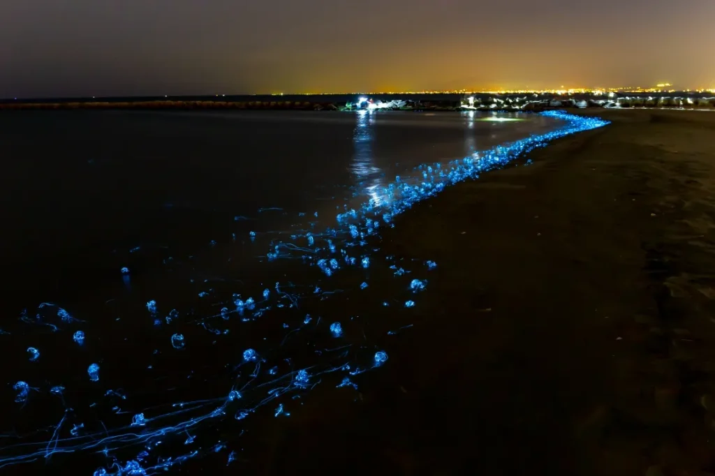 夜の富山湾海中に浮かぶホタルイカ身投げの光の画像