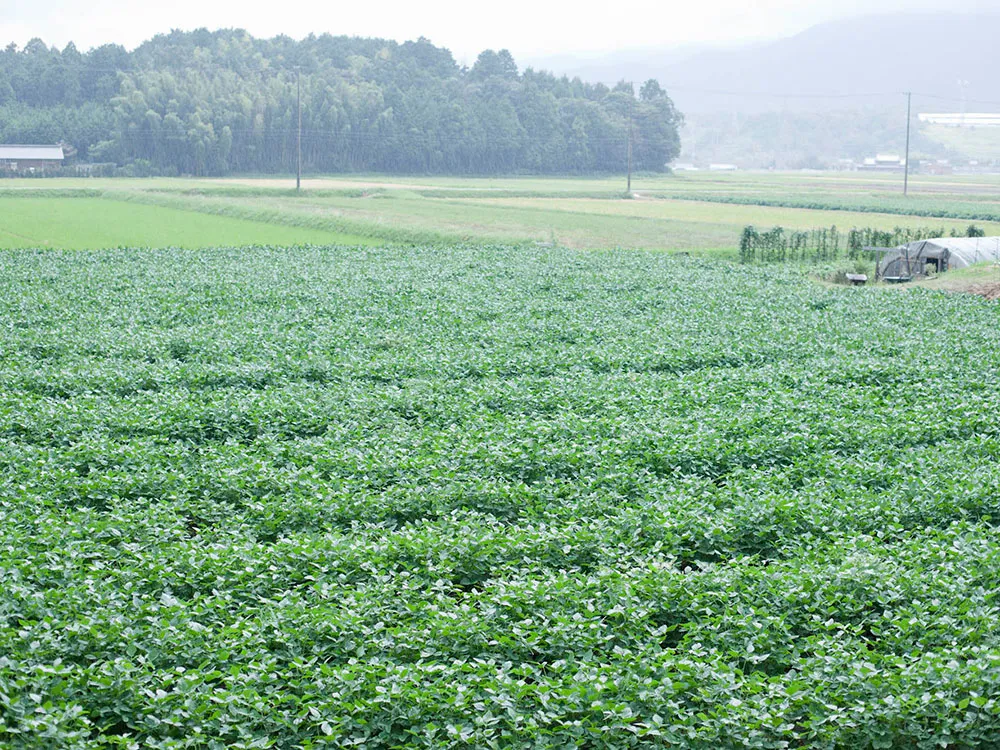 三重産の大豆畑の画像