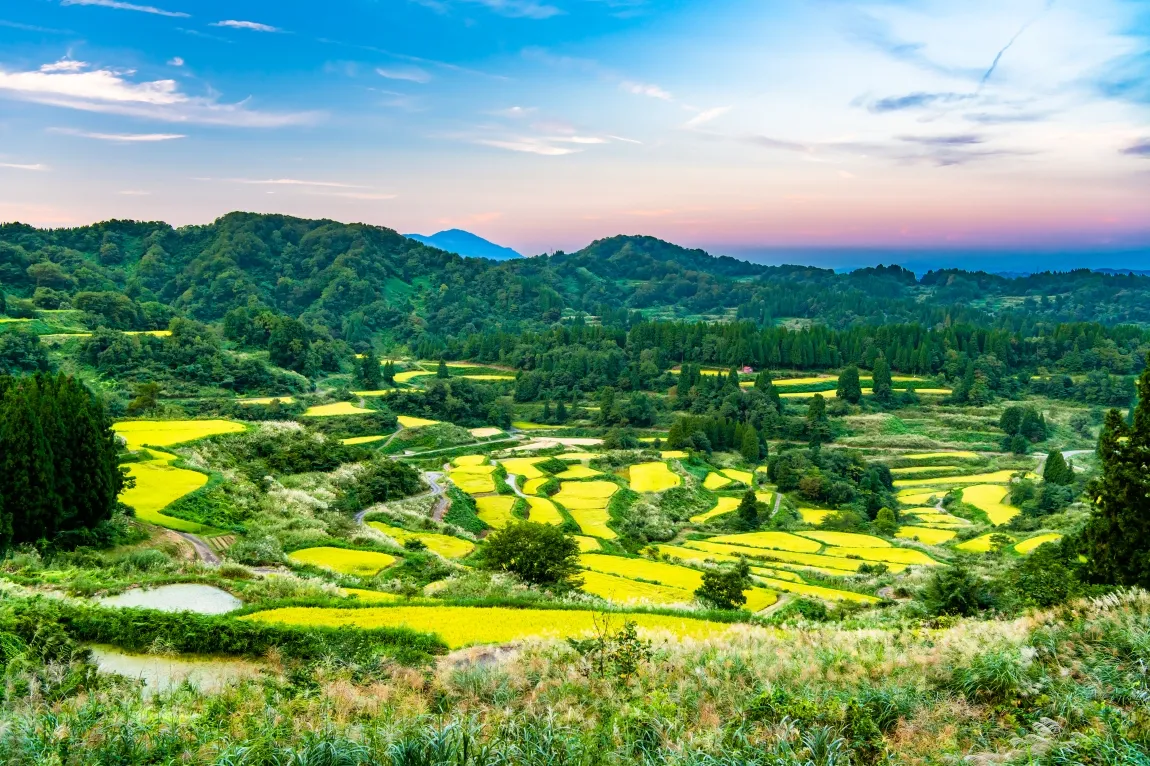 稲刈りを間近に控えた星峠の棚田の画像