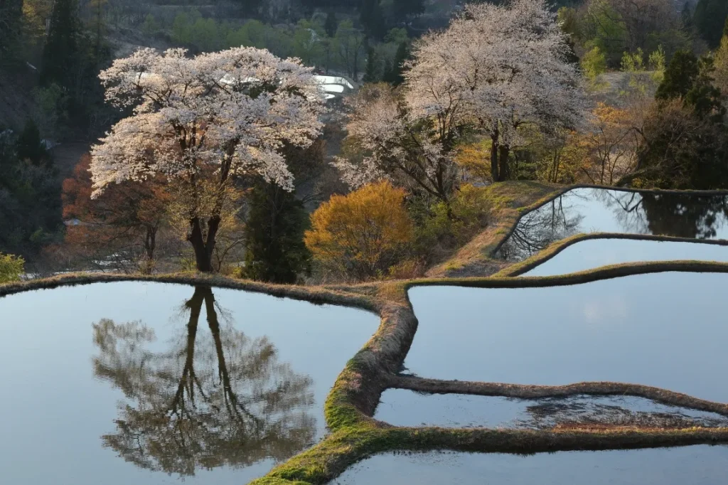 満開の山桜が水鏡に映っている儀明の棚田の画像