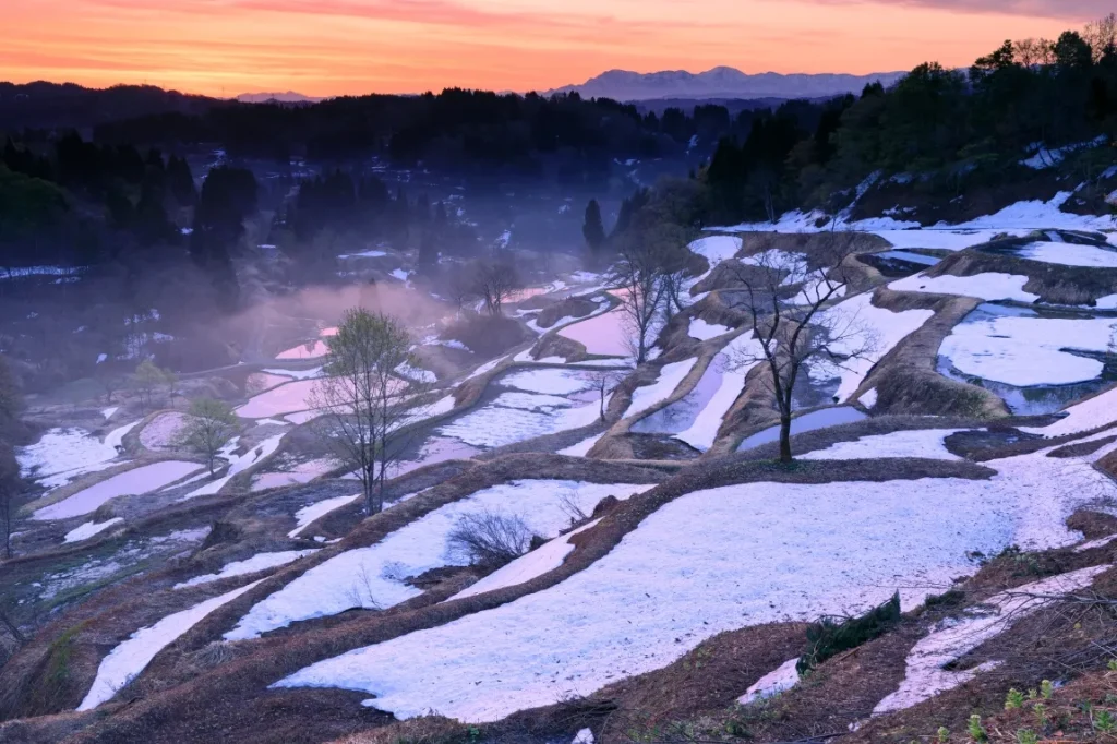 朝霧に包まれた蒲生の棚田の画像