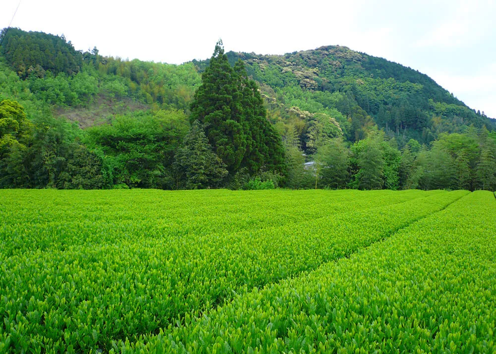 広がる茶畑の画像