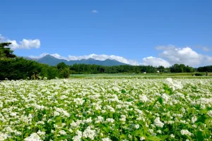 青空の下、一面に広がる白い花の咲いた蕎麦畑の画像
