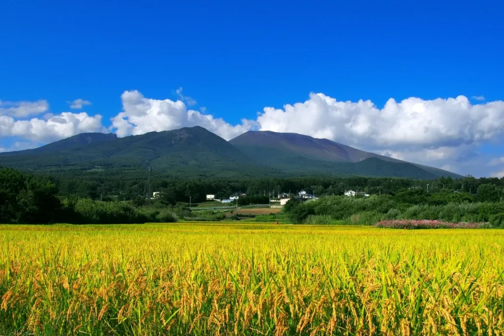 長野の浅間山と田んぼの画像