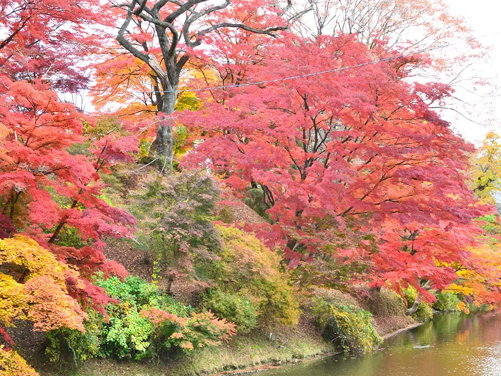 紅葉の美しい秋の棚倉城跡の画像
