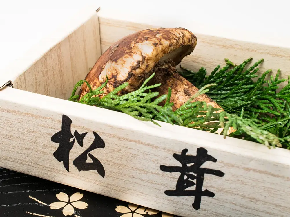 贈答用の箱に収められた松茸の画像