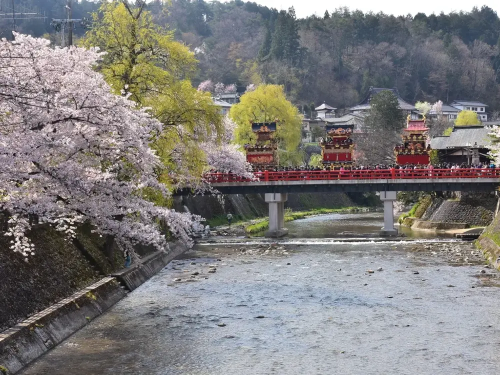 春の高山祭で桜を背に中橋の上に屋台が集まっている画像