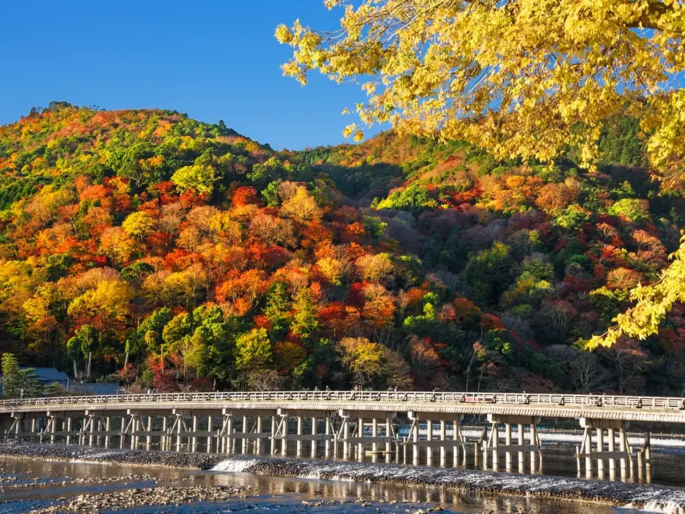紅葉の中に浮かぶ嵐山渡月橋の画像