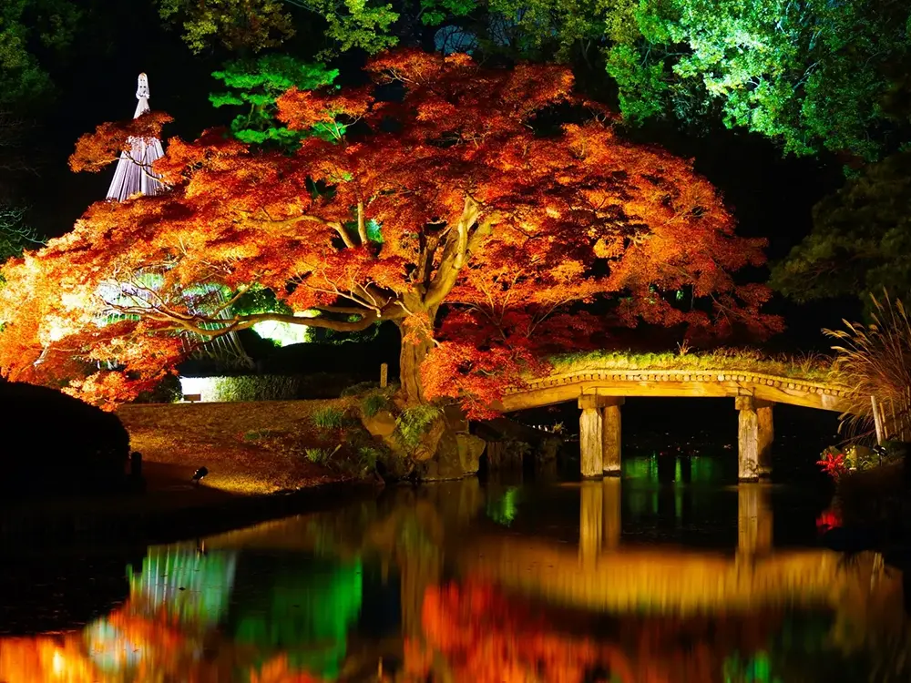 ライトアップされた六義園の紅葉の画像