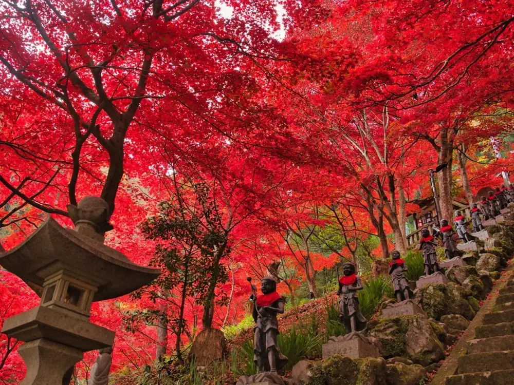大山寺参道の真っ赤なモミジの画像