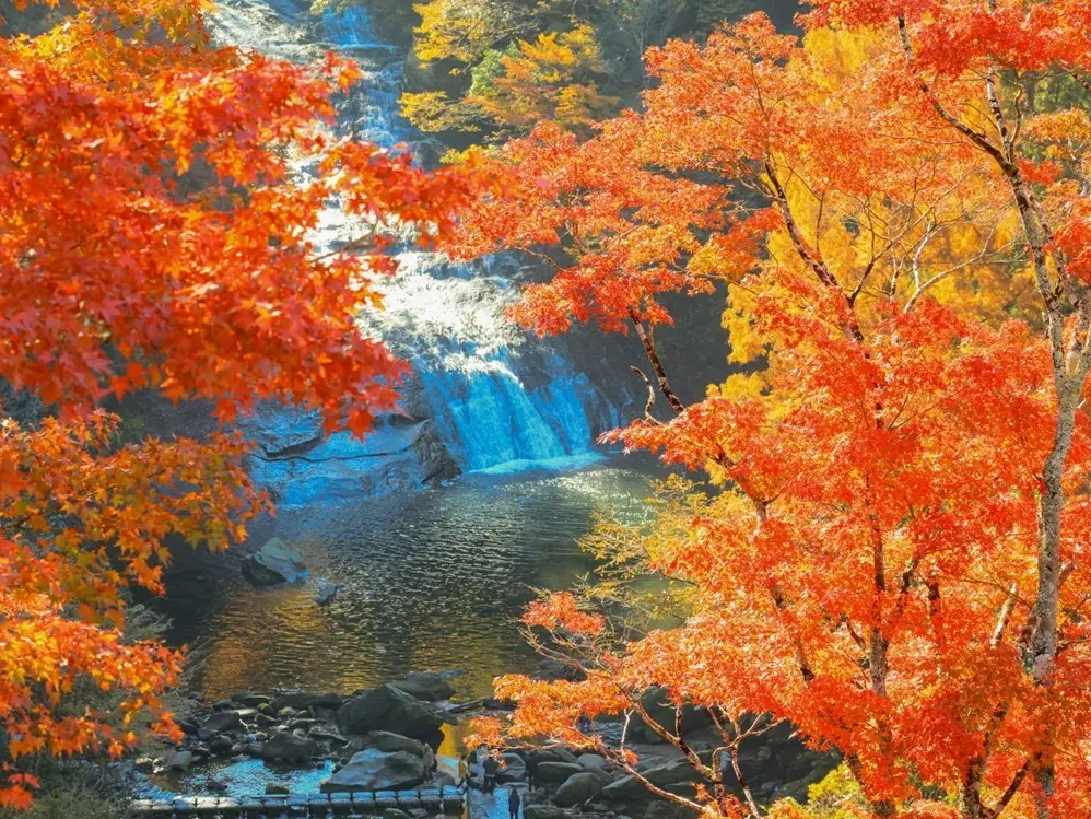 養老渓谷 粟又の滝の画像