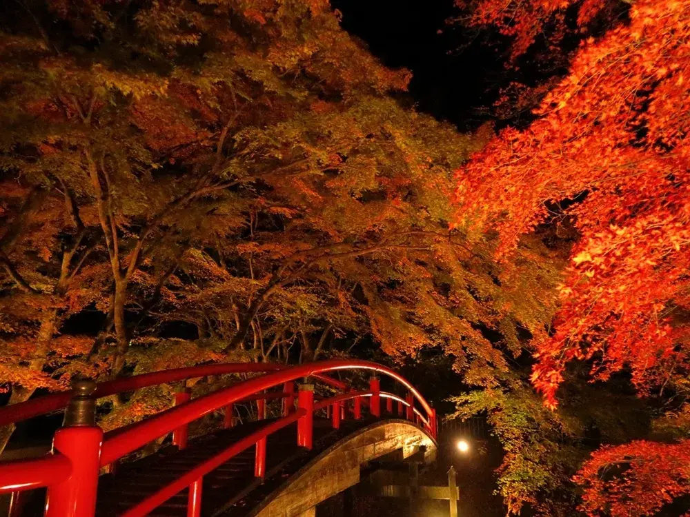 ライトアップされた河鹿橋の紅葉の画像