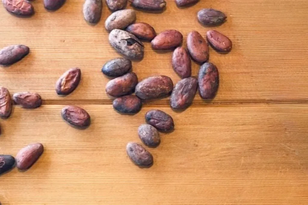 加工される前のカカオ豆の画像