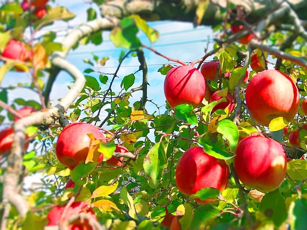 果樹園の真っ赤なリンゴの木の画像
