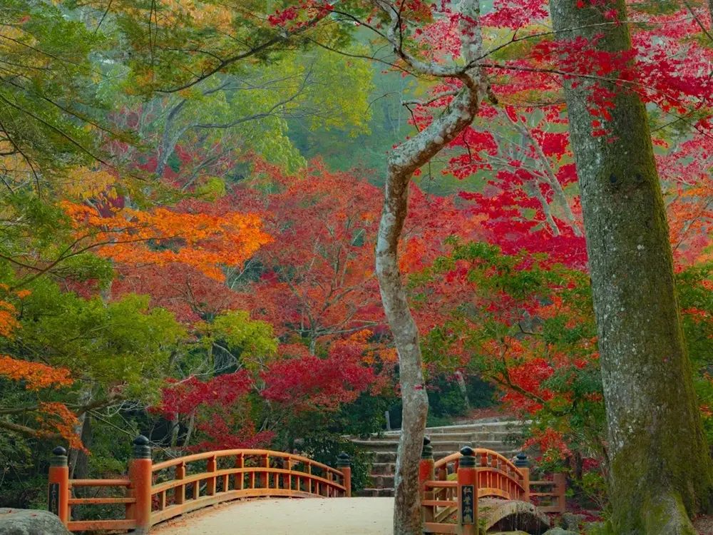 紅葉谷公園の美しい紅葉の画像