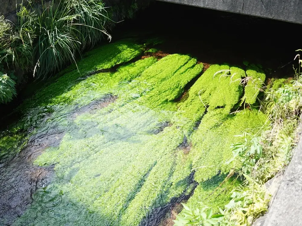 綺麗な水が流れる諏訪大社春宮付近の水路の画像
