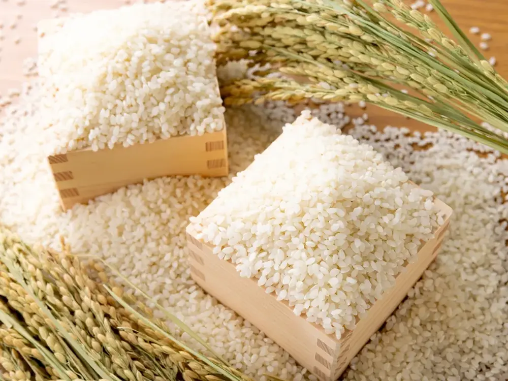 稲穂とお米の画像