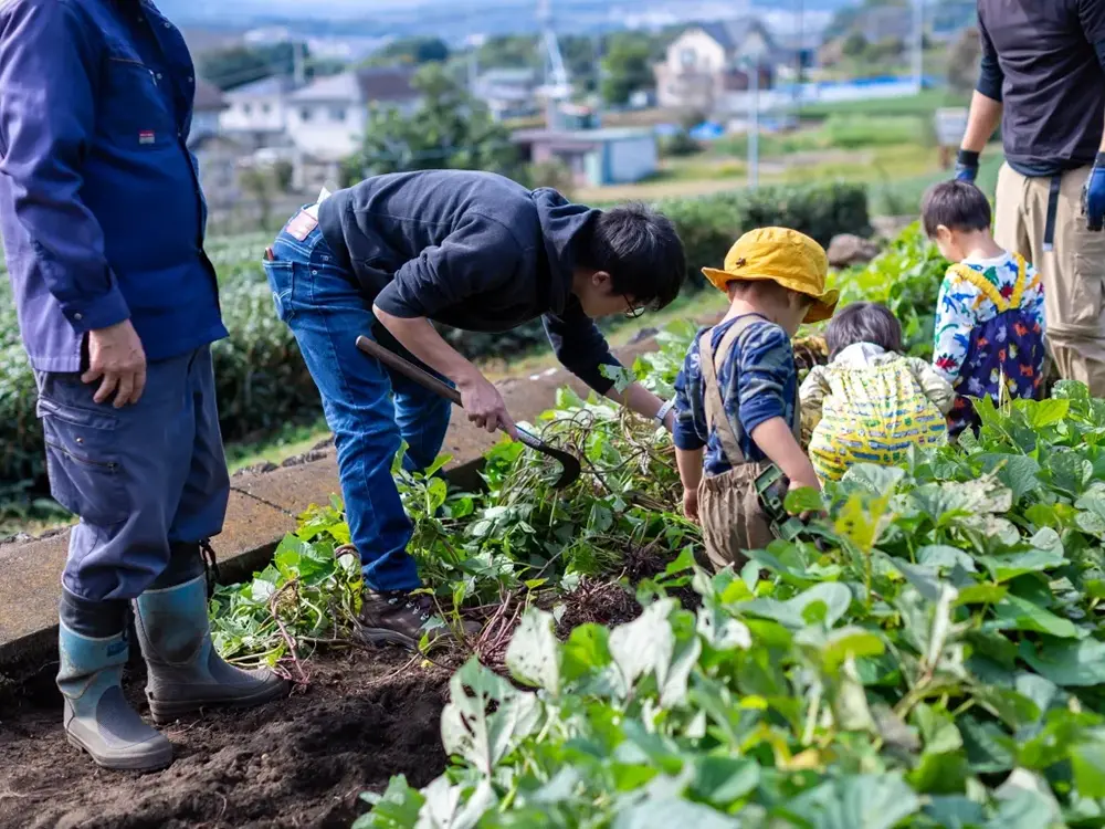 家族でサツマイモ掘りをしている画像