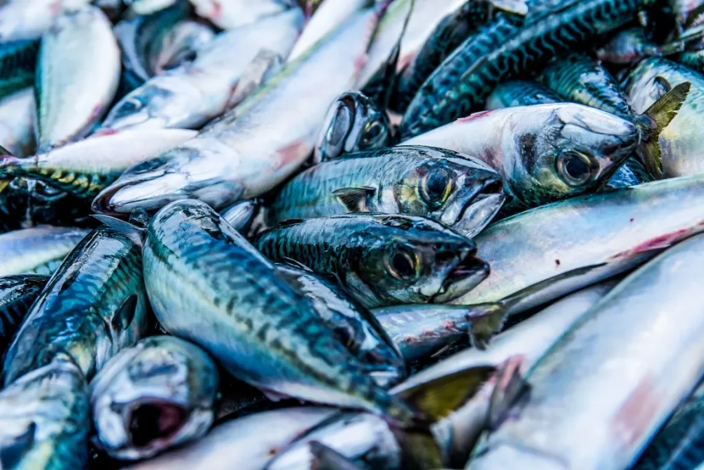 水揚げされている大量のサバの画像