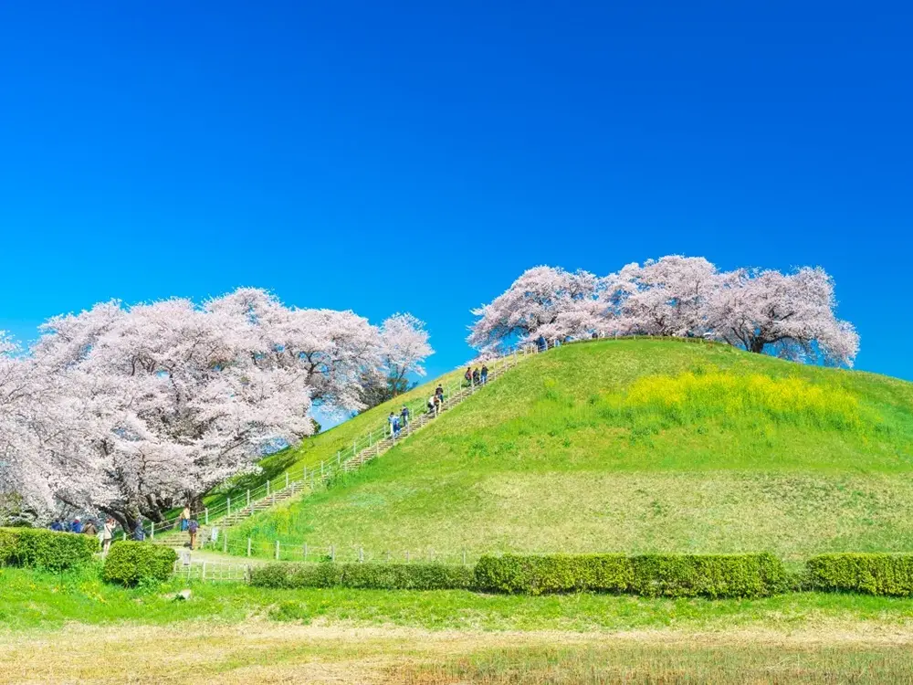 さきたま古墳公園の桜の画像
