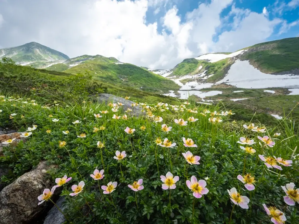 チングルマ群生の画像