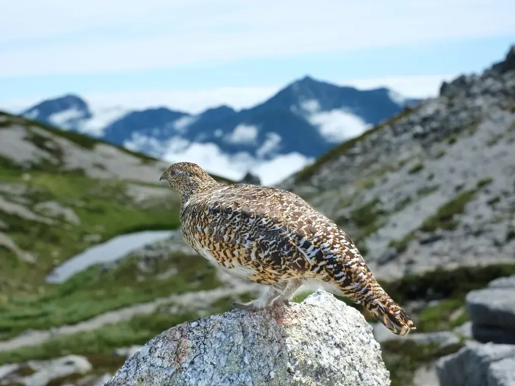 夏のライチョウの画像