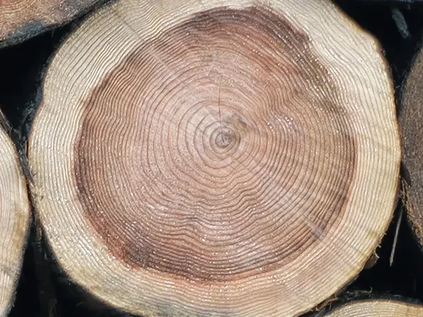 木の断面の画像