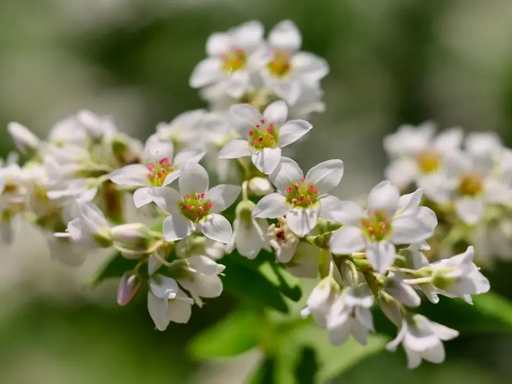 蕎麦の花の画像