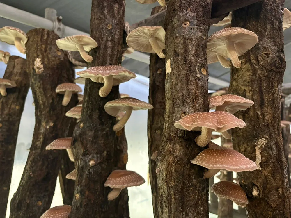 ハウス内にたくさん栽培されている原木しいたけの画像