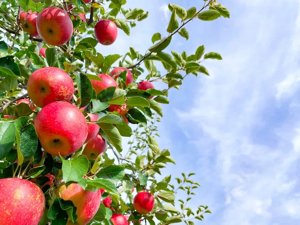 木になるリンゴと青空の画像