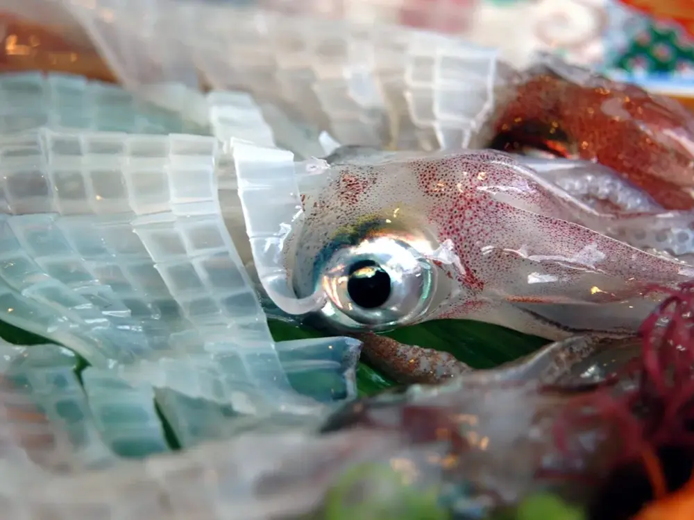 透明な呼子のイカの画像