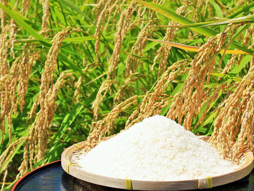 新米の画像