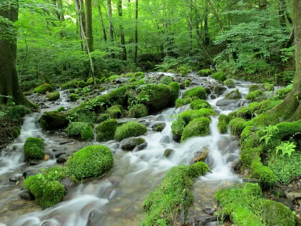 栃木県塩谷町「尚仁沢湧水」の画像
