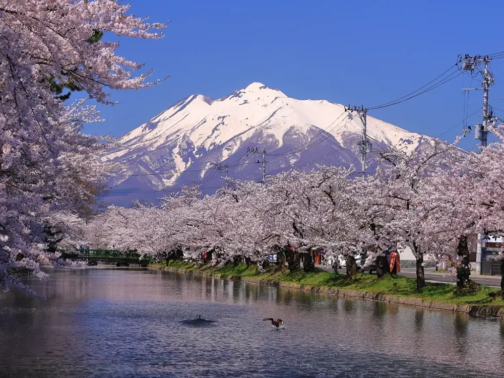 弘前城公園の見事な桜と岩木山の画像