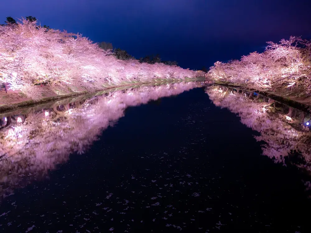 弘前城春陽橋の夜桜ライトアップの幻想的な画像