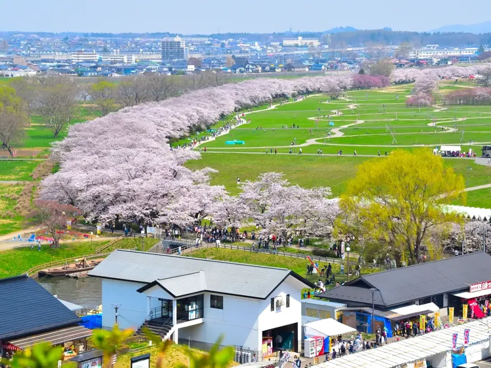 北上展勝地の桜並木を上空から見た画像
