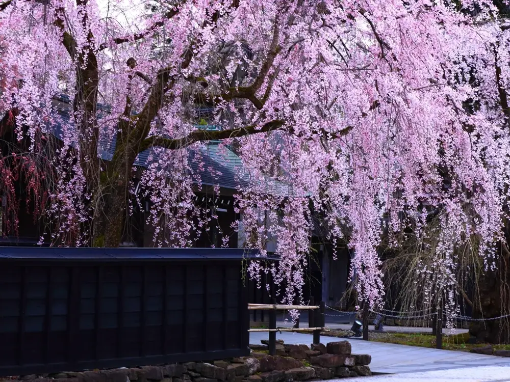秋田角館の武家屋敷を背景に咲く枝垂れ桜