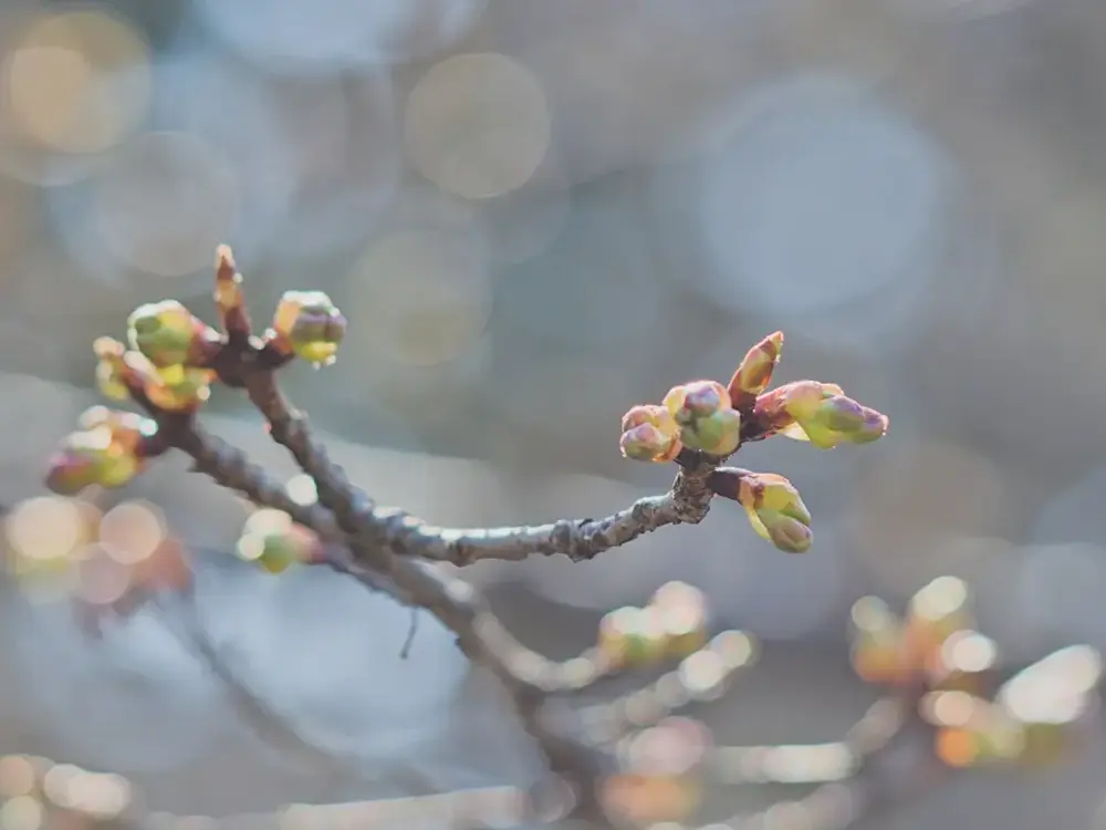 春を待ち膨らみ始めた桜の蕾の画像